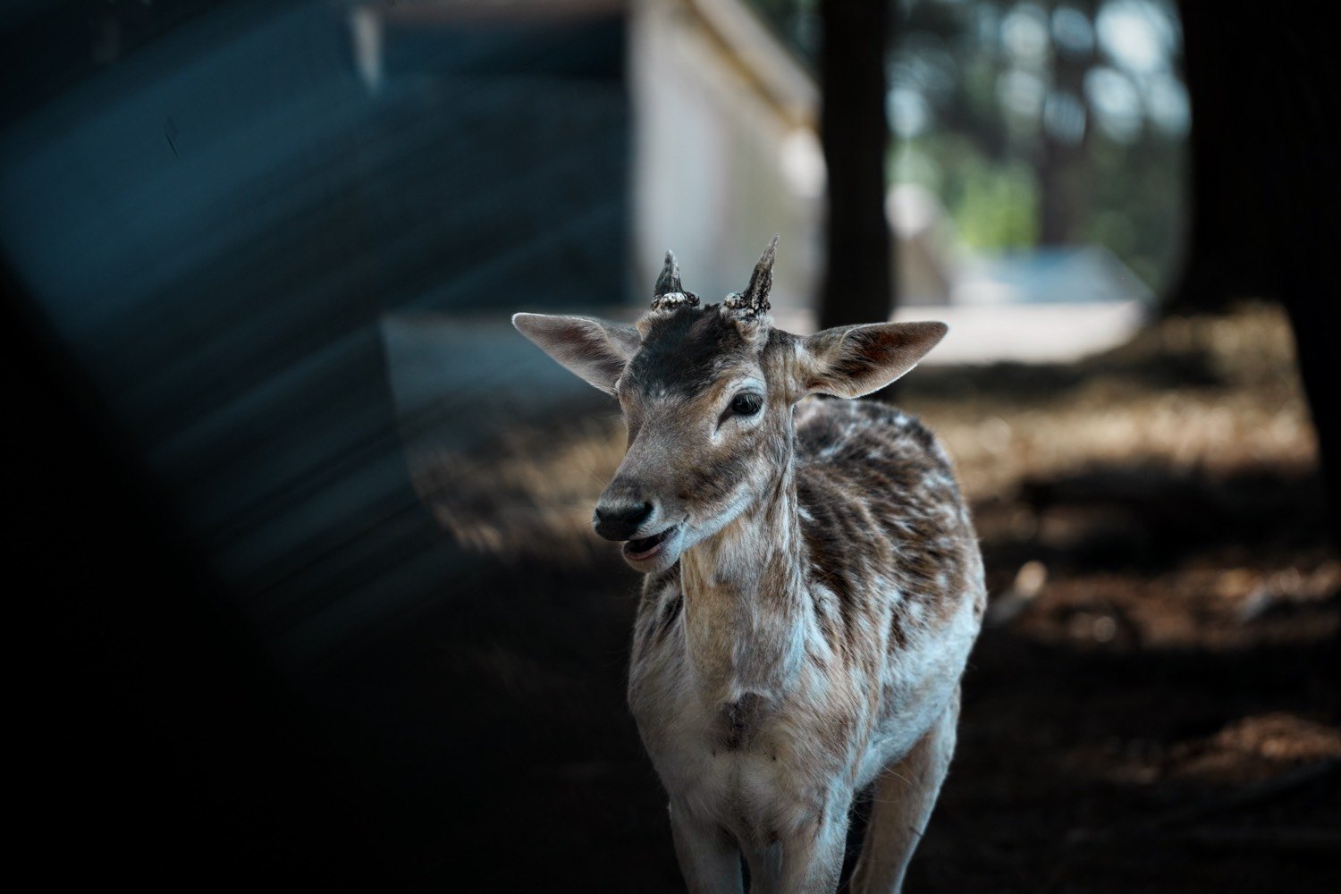 A young spotted deer standing in shade, looking toward the camera