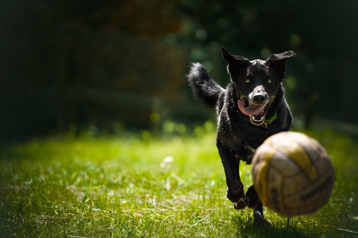 A black dog running across bright grass toward a soccer ball