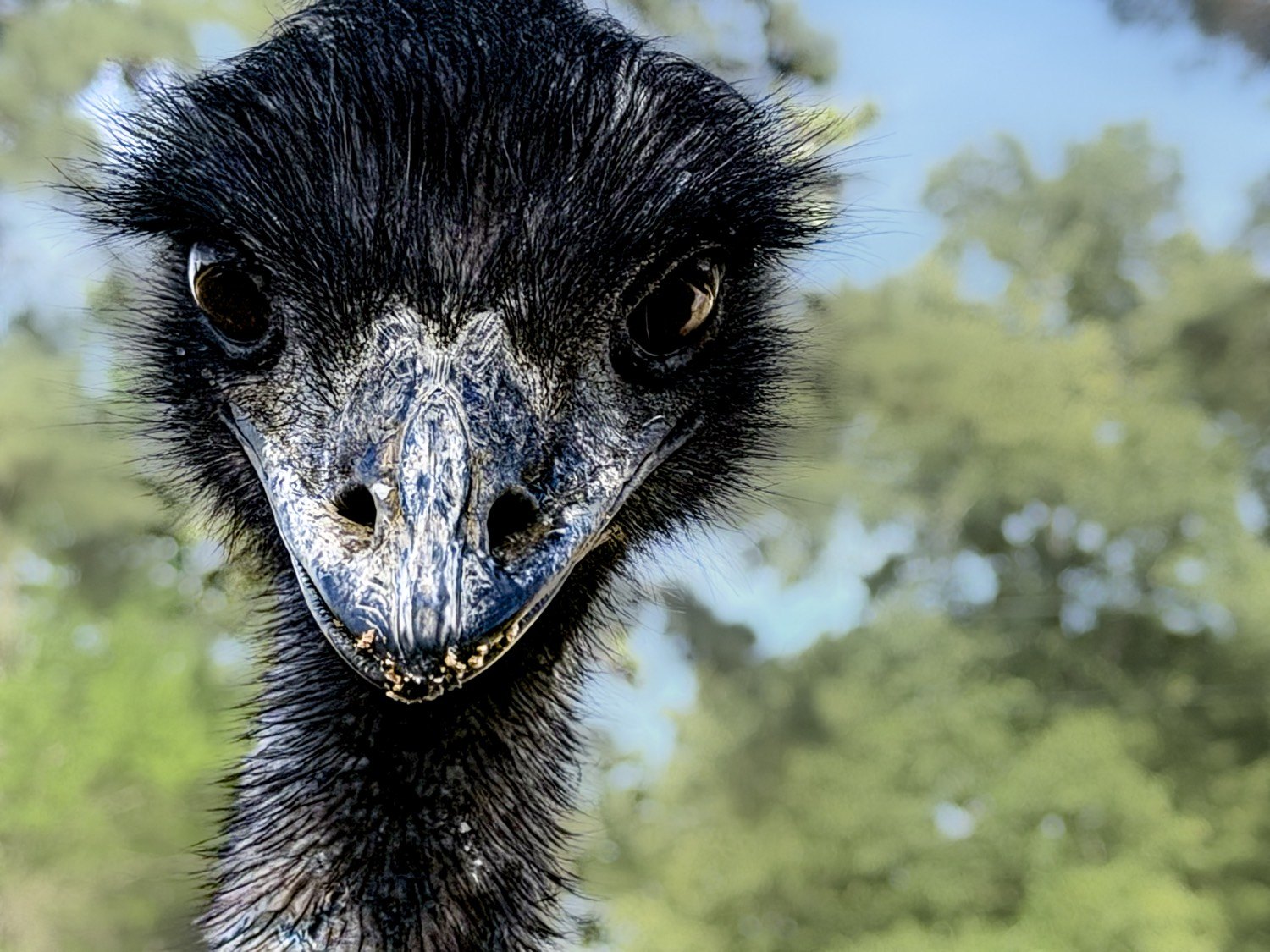 A close portrait of an emu’s face against green trees