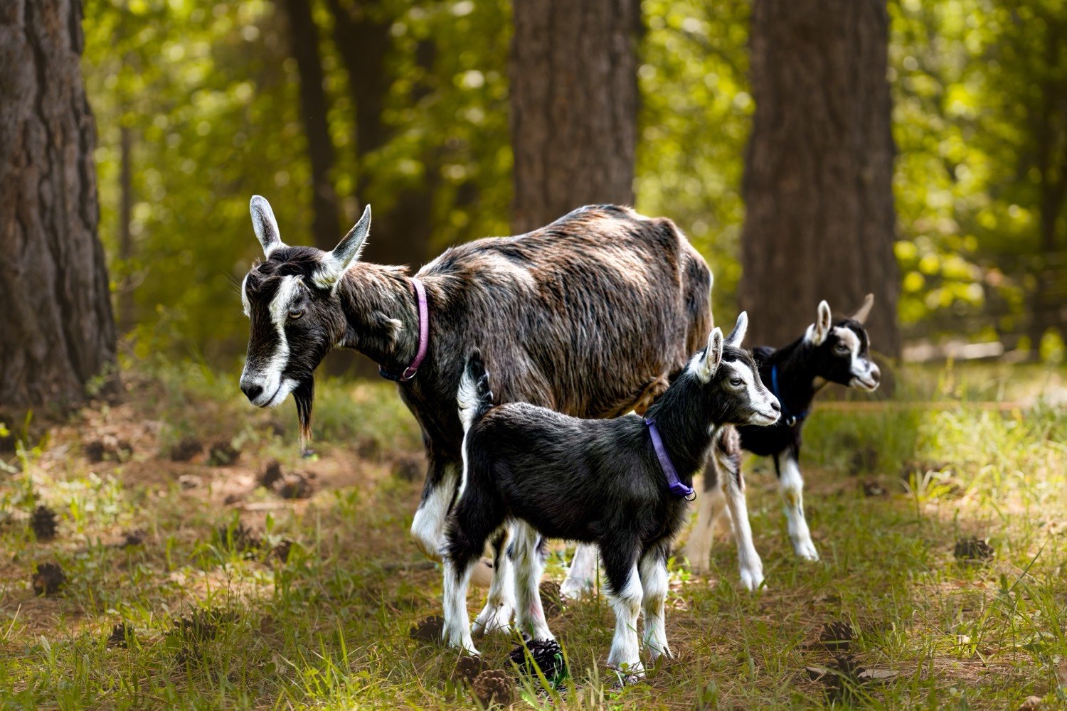 A goat with two kids standing in a pine grove, pine cones scattered in the grass