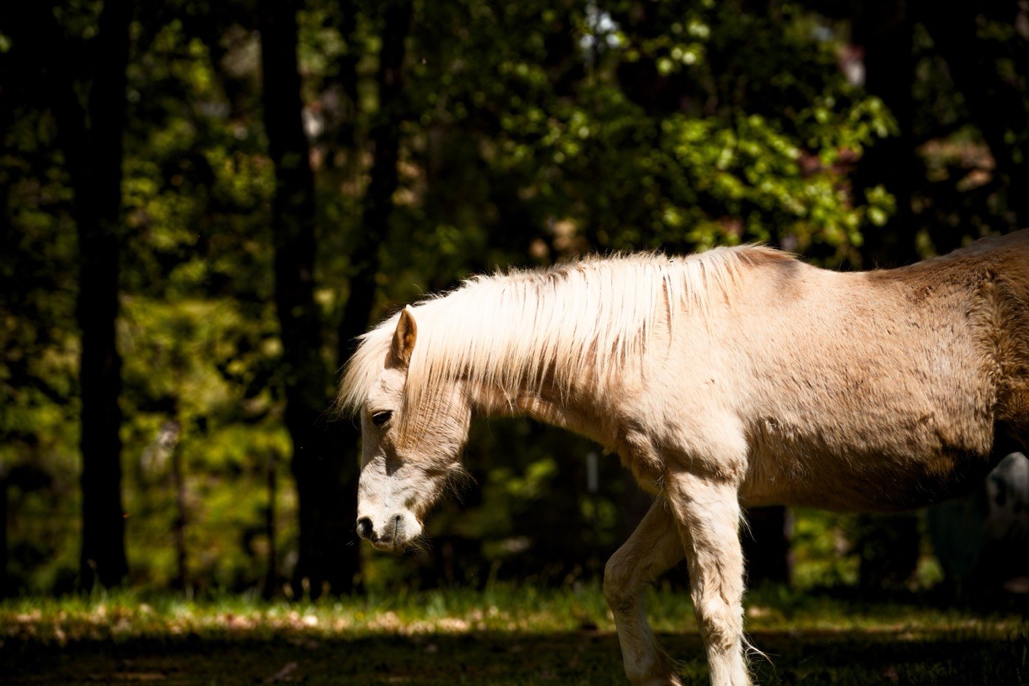 A pale horse walking through sunlit trees, head lowered